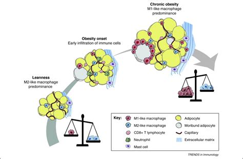 Defining Macrophage Phenotype And Function In Adipose Tissue Trends In