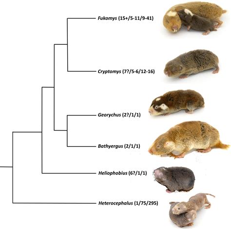 Rodent Mite Lifespan on Human Hosts: SURVIVAL Duration Insights