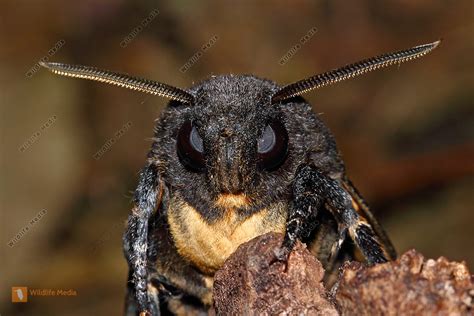 Bestellen Totenkopfschwärmer Acherontia atropos in freier Wildbahn