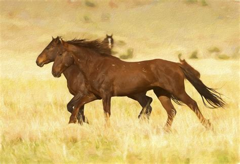 Fine Art Photographs of Wild Horses | Photography of Wild Horses ...