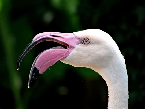 Le Flamant Rose Photo Et Image Animaux Zoo Et Animaux En Captivité