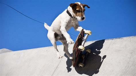 Amazing Dogs Skateboarding Dogs Hd Epic Laughs Cute Dog Photos