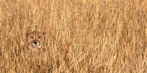 Animal Camouflage: The 8 Best African Masters Of Disguise ️