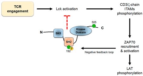 Biology Free Full Text A Story Of Kinases And Adaptors The Role Of