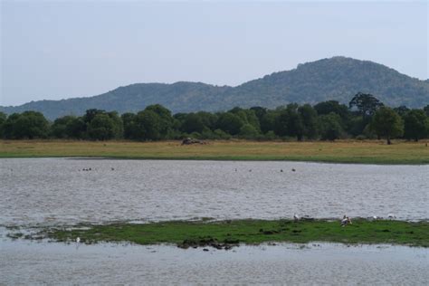 Minneriya National Park: A Sanctuary for Wildlife - By Bhanuka - eLanka ...