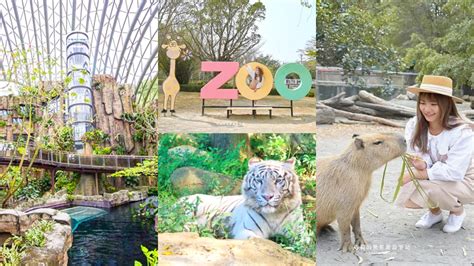 暑假帶小孩放電！必逛「最強動物園」top6：全台面積最大、12歲以下免費入園 Yahoo奇摩汽車機車