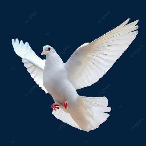 Isolated White Dove On Background Dove White Holy Spirit Dove Png