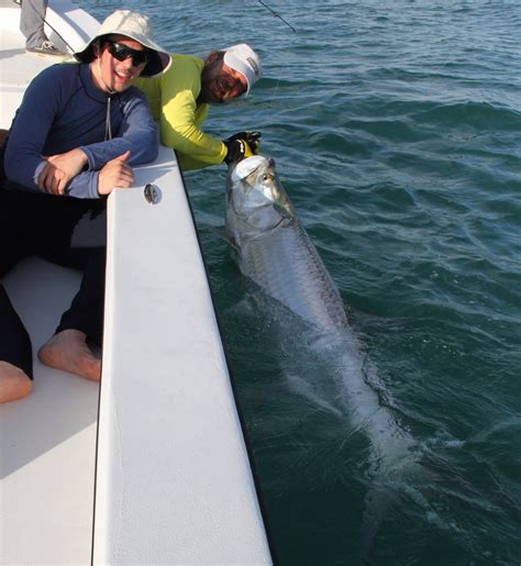 June 2014 Tarpon Season Report - Florida Tarpon Fishing Charters