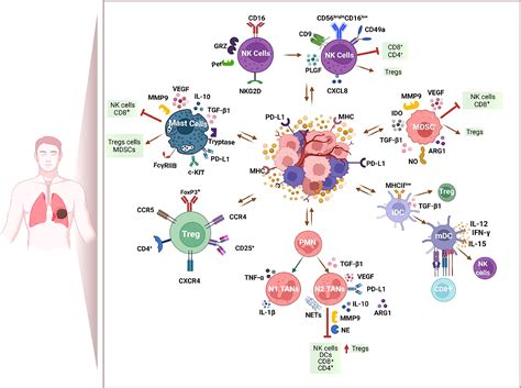 Frontiers Host Related Factors As Targetable Drivers Of Immunotherapy