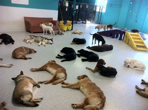 Dog Daycare Naptime Minneapolismn Dog Daycare Business Dog