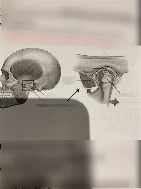 Capsular Ligament Diagram Quizlet