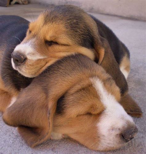 beagle love  dog quotes images  pinterest pets animal quotes  dog cat