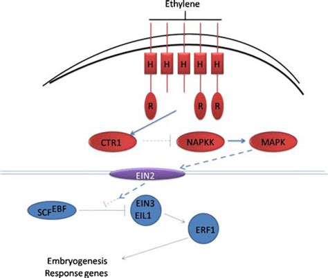 A Model For Erf Play Role In Ethylene Signal Transduction Ethylene Is