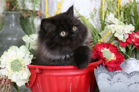 Black Persian Kittens Black Persian Cats Doll Face Persian Kittens