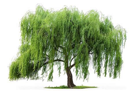 Premium Photo Photography Of Willow Tree On White Background