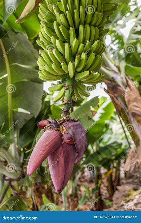 A Flowering Banana Plant With A Healthy Crop Of Bananas Stock Photo