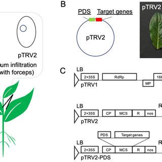 improved vigs method  screening  gene function  general vigs