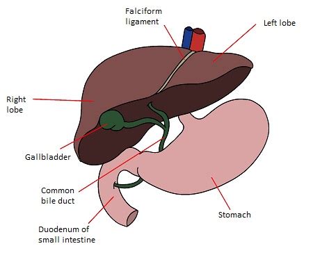 Liver Function & Structure - Video & Lesson Transcript | Study.com