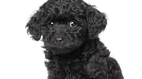 Popular Poodle Mixed Breeds - Learn About Nature