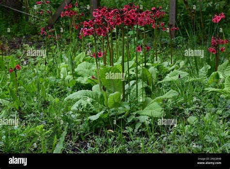 Primula Beesiana Candelabra Primula Norfolk England Uk Stock Photo
