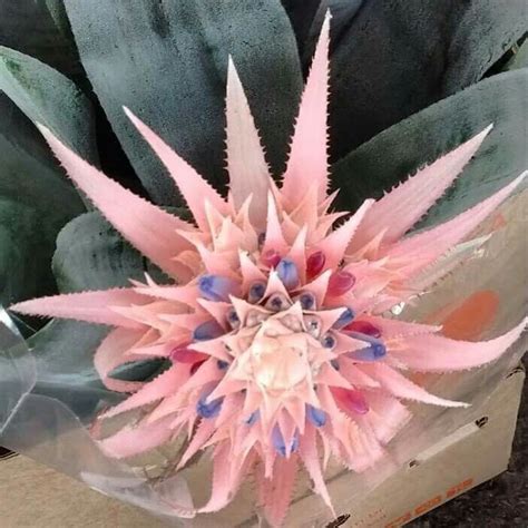 Pin Di Ane Castro Su Bromeliad Flowers