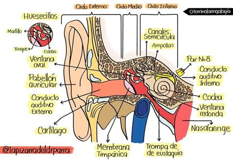 👨‍🏫👂🏻anatomÍa Del OÍdo 🧠📈 Clinic Enfermero Enfermería Diagnostico