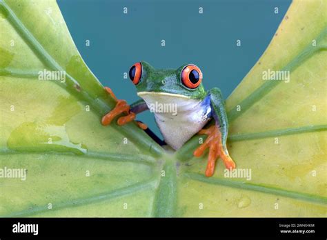 Red Eyed Tree Frog On Yellow Leaf Stock Photo Alamy
