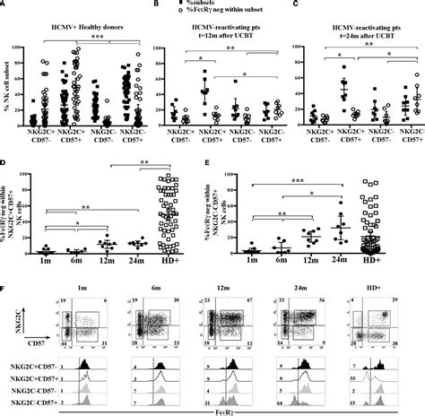 Frontiers Late Development Of Fcεrγneg Adaptive Natural Killer Cells