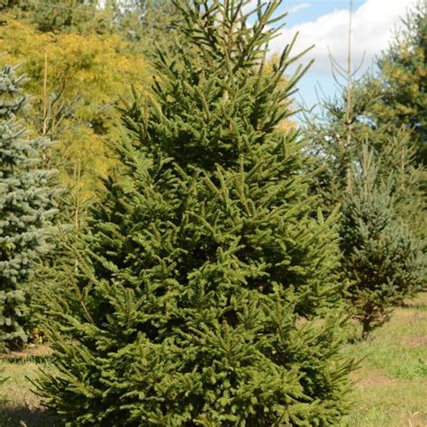 Picea Abies Norway Spruce From Hardscrabble Farms