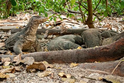 Premium Photo Asian Water Monitor Giant Monitor Lizard Komodo Dragon Varanus Komodoensis