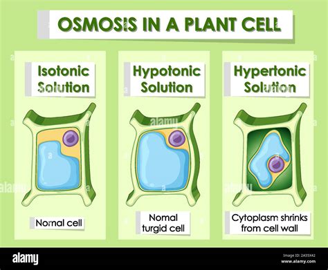 Diagram showing osmosis in plant cell illustration Stock Vector Image ...