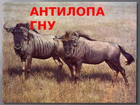 Борис Заходер "Мохнатая азбука" - презентация онлайн