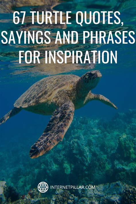 67 Turtle Quotes Sayings And Phrases For Inspiration Quotes