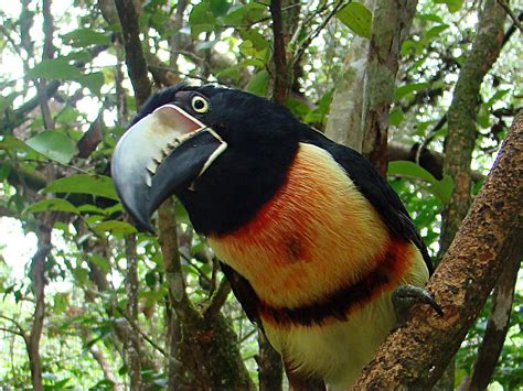 20100324 Collared Aracari Sadalit Flickr