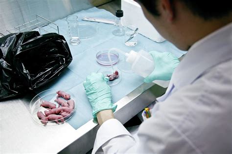 Nude Mice Dissection Photograph By Andy Crump Science Photo Library Pixels