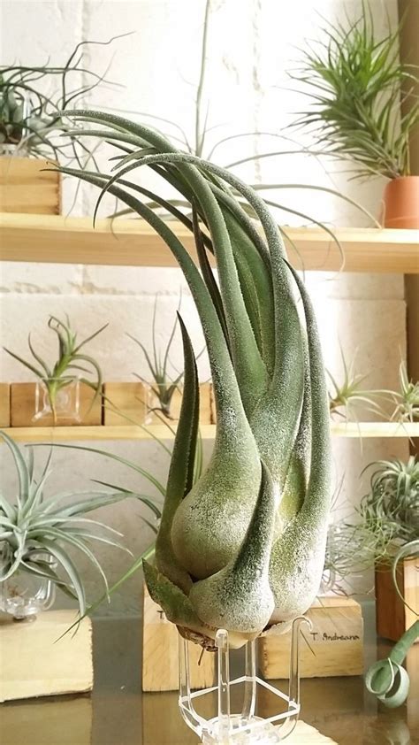 Love The Idea Of Air Plants Tillandsia Seleriana Air Plants Diy Air Plants Air Plants Care