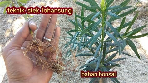 Dengan Cara Stek Cepat Tumbuh Akar Perbanyak Tanaman Bonsai Lohansung