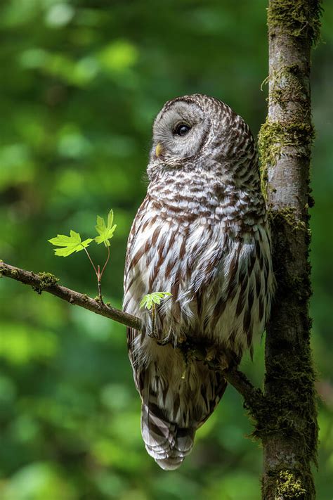 Perched Barred Owl Photograph By Wes And Dotty Weber Pixels