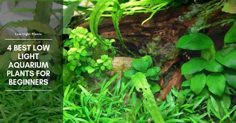 4 Best Low Light Aquarium Plants for Beginners - The Aquarium Adviser