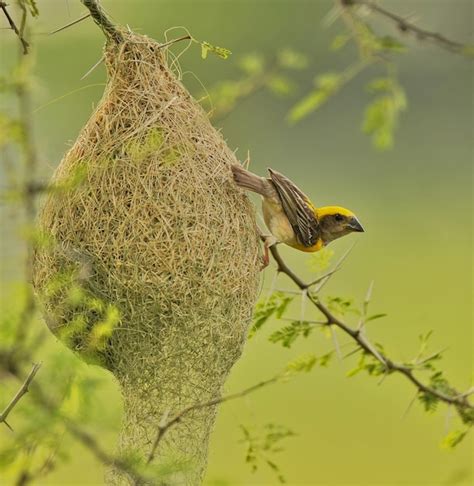 Premium Photo Baya Weaver Male