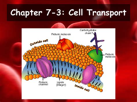 Chapter 7 3 Cellular Transportation