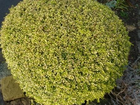 baggesens-gold – Gardeners Tips