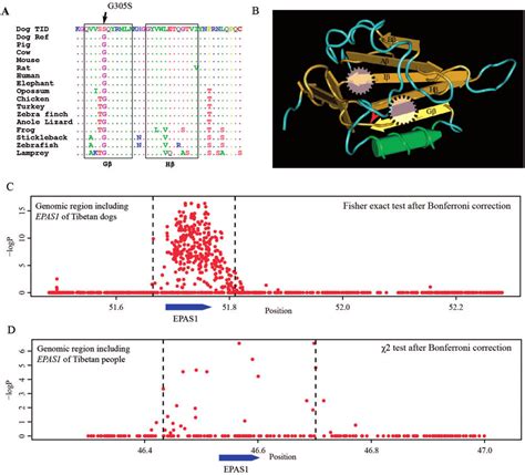 Population Differentiation At The Epas1 Gene Together With Its Download Scientific Diagram