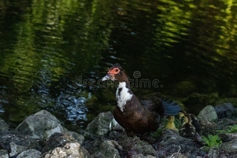 Mother With Small Baby Chick Muscovy Ducks Cairina Moschata In Naples