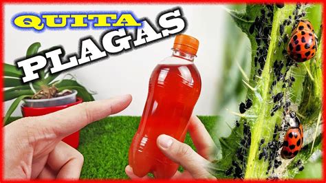 Apl Calo A Tus Plantas Insecticida Casero Muy Potente Y Gratis Hot