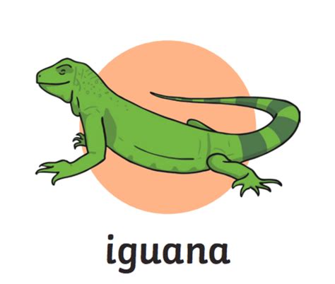 What is an Iguana? - Answered - Twinkl Teaching Wiki