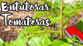 Tutorizaci N De Tomateras C Mo Guiar Y Sostener Tus Plantas