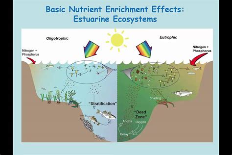 Eutrophication Process Explanation Water Pollution Stages 56 Off