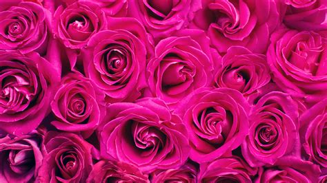 Pink Roses Wallpaper 4K, Floral Background, Blossom