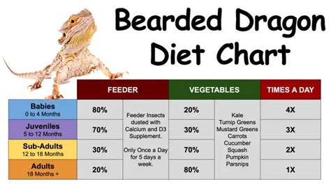 Bearded Dragon Diet - Bearded Dragons Diet
